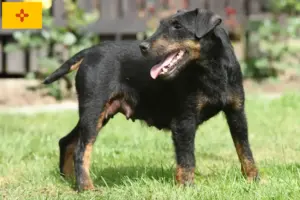 Read more about the article German Hunting Terrier Breeder and Puppies in New Mexico