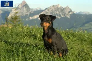 Read more about the article German Hunting Terrier Breeder and Puppies in New York