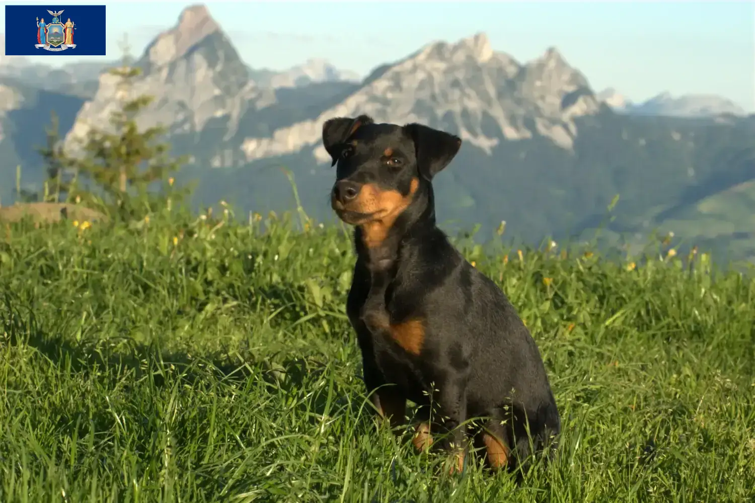 German Hunting Terrier Puppies and Breeder New York Find German Hunting Terrier breeders in New York.