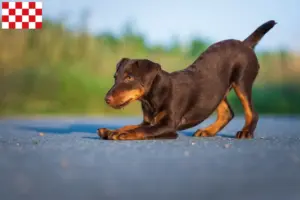 Read more about the article German Hunting Terrier breeders and puppies in North Brabant