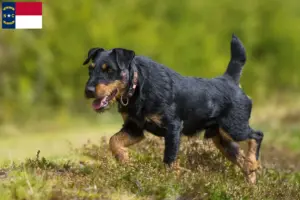 Read more about the article German Hunting Terrier Breeder and Puppies in North Carolina