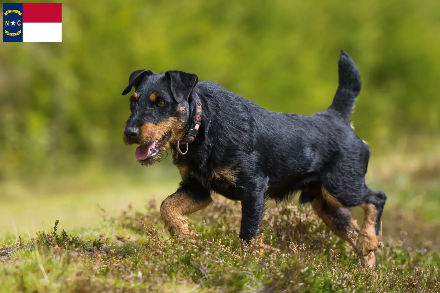 German Hunting Terrier puppies and breeders North Carolina Find German Hunting Terrier breeders in North Carolina.