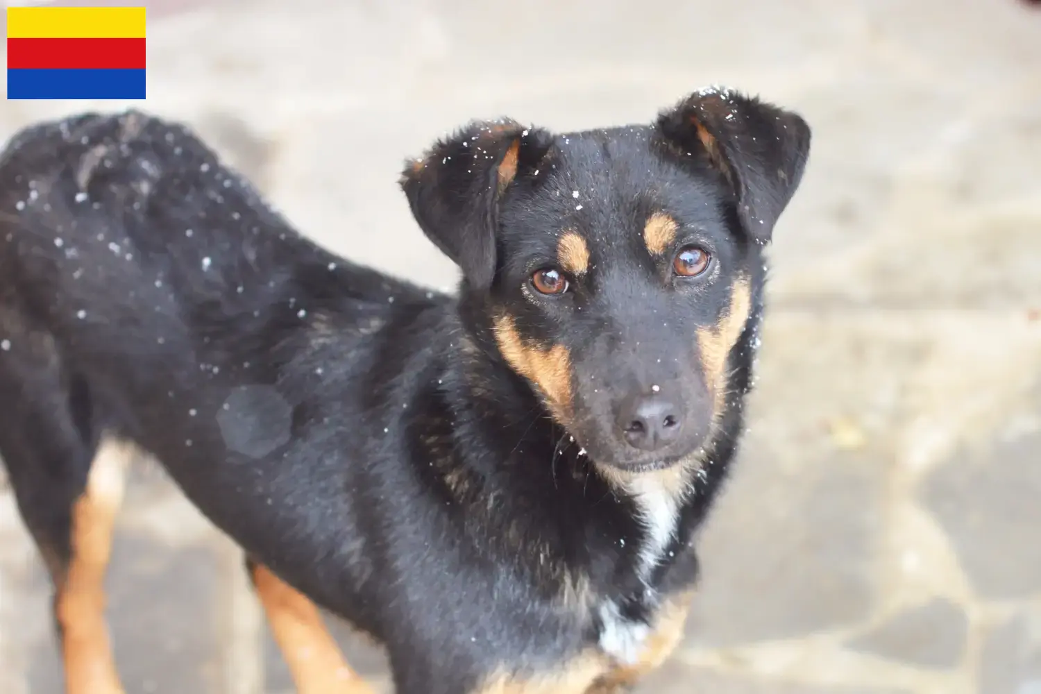 German Hunting Terrier puppies and breeders North Holland Here you will find German Hunting Terrier breeders in North Holland.