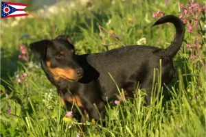 Read more about the article German Hunting Terrier Breeder and Puppies in Ohio