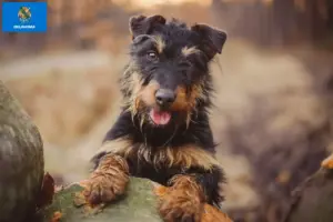 Read more about the article German Hunting Terrier Breeder and Puppies in Oklahoma