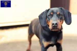 Read more about the article German Hunting Terrier Breeder and Puppies in Oregon