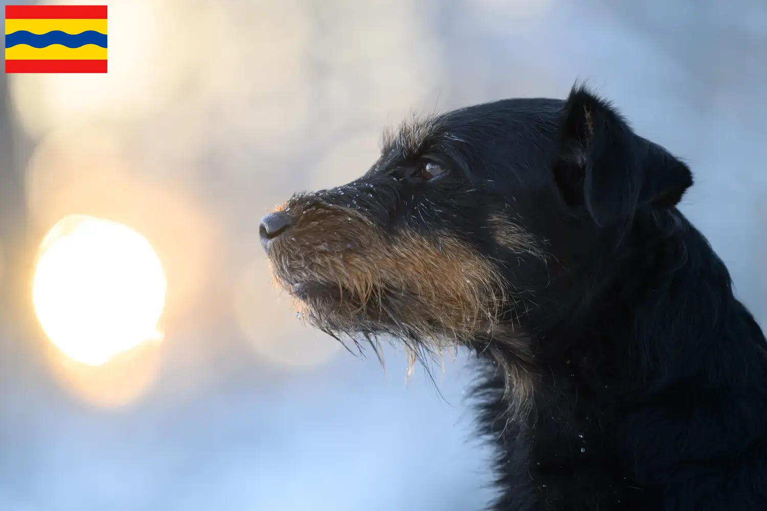Read more about the article German Hunting Terrier breeder and puppies in Overijssel