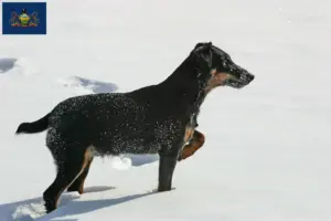 Read more about the article German Hunting Terrier Breeder and Puppies in Pennsylvania