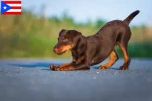 Read more about the article German Hunting Terrier Breeder and Puppies in Puerto Rico