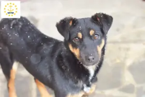 Read more about the article German Hunting Terrier Breeder and Puppies in Rhode Island