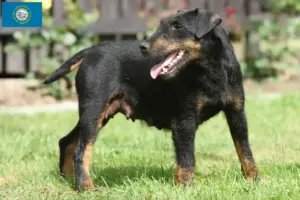 Read more about the article German Hunting Terrier Breeder and Puppies in South Dakota