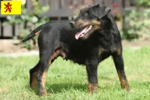 Read more about the article German Hunting Terrier breeders and puppies in South Holland