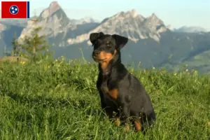 Read more about the article German Hunting Terrier Breeder and Puppies in Tennessee