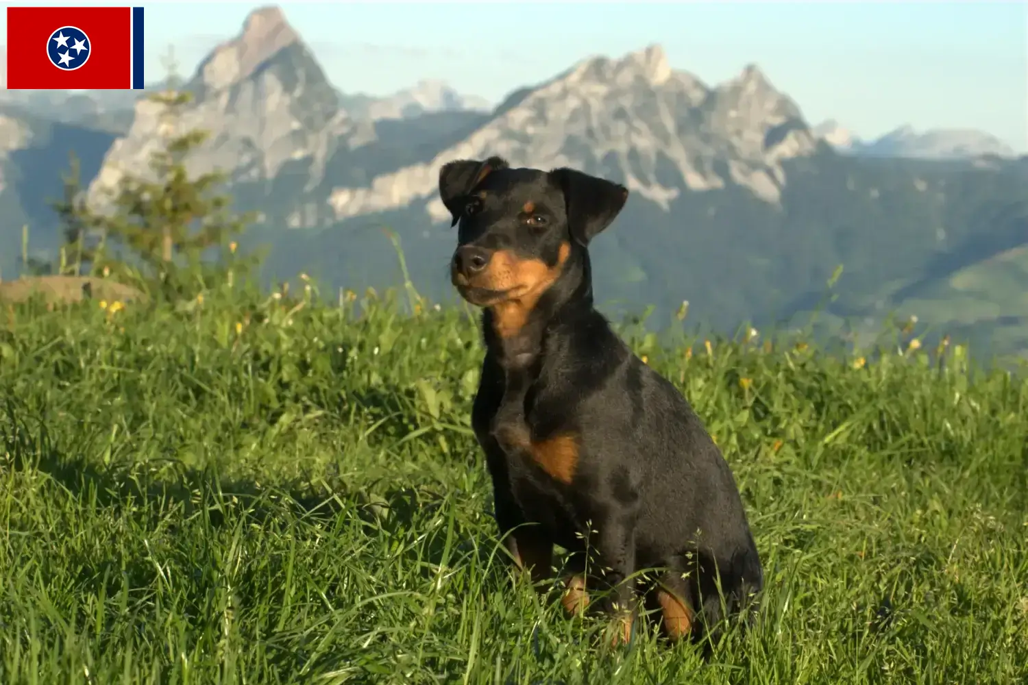 German Hunting Terrier Puppies and Breeder Tennessee Find German Hunting Terrier breeders in Tennessee.