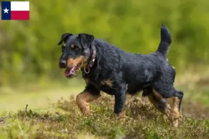 Read more about the article German Hunting Terrier Breeder and Puppies in Texas