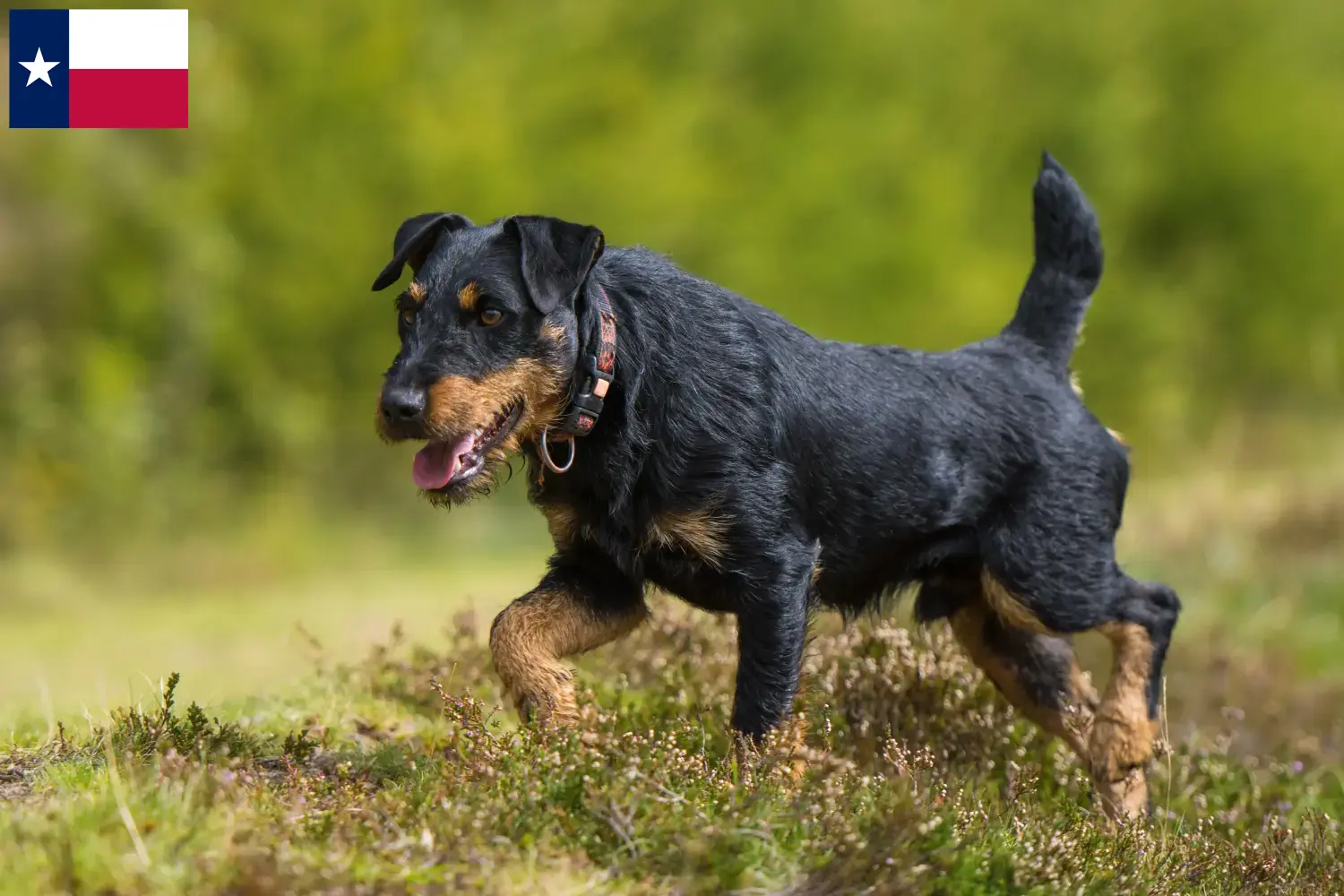 German Hunting Terrier Puppies and Breeder Texas Here you can find German Hunting Terrier breeders in Texas.