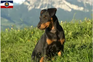 Read more about the article German Hunting Terrier Breeder and Puppies in Utah