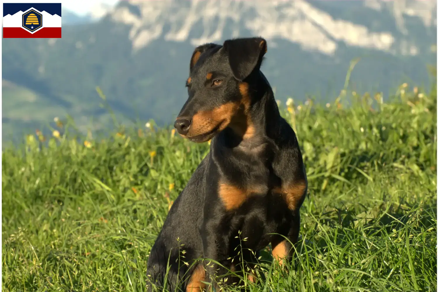 German Hunting Terrier Puppies and Breeder Utah Here you can find German Hunting Terrier breeders in Utah.
