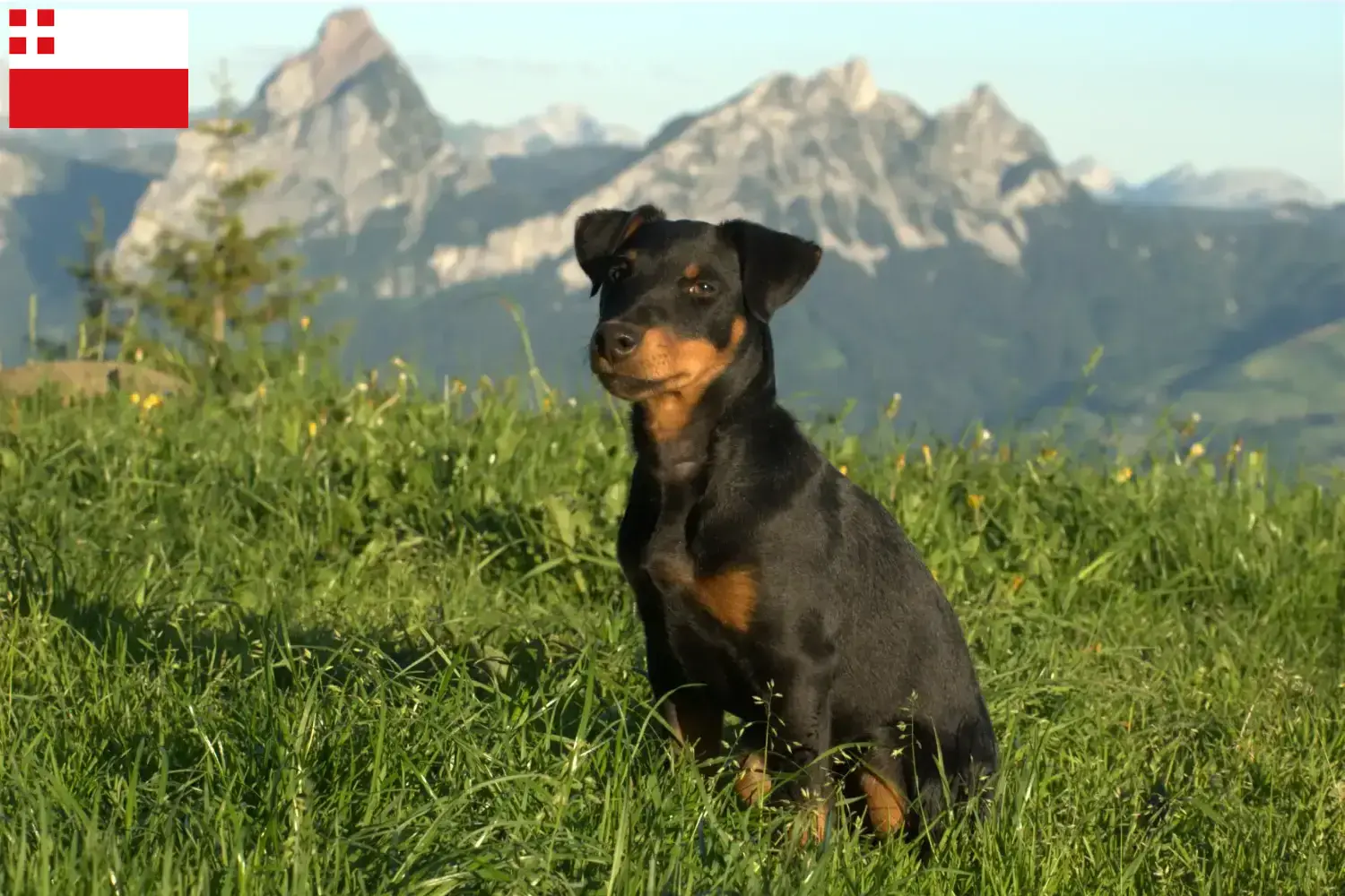 Read more about the article German Hunting Terrier breeder and puppies in Utrecht