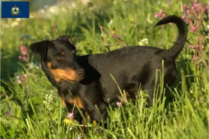 Read more about the article German Hunting Terrier Breeder and Puppies in Vermont