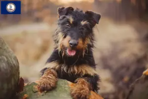 Read more about the article German Hunting Terrier Breeder and Puppies in Virginia