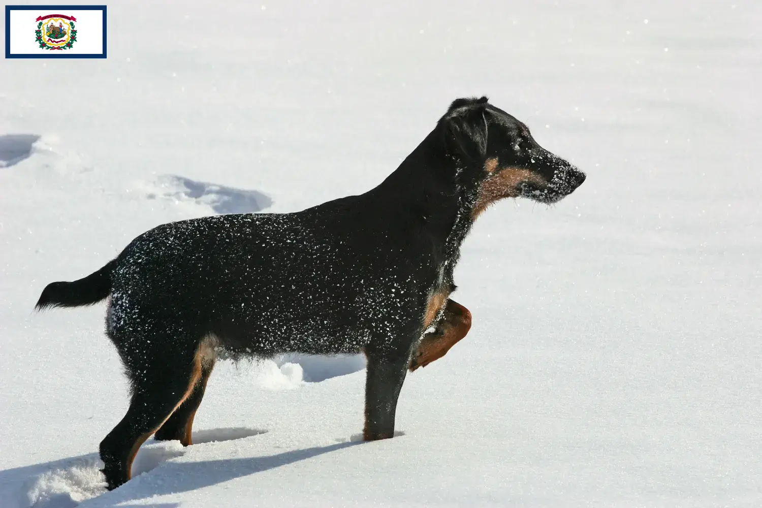 German Hunting Terrier Puppies and Breeder West Virginia Find German Hunting Terrier breeders in West Virginia.