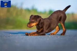 Read more about the article German Hunting Terrier Breeder and Puppies in Wisconsin