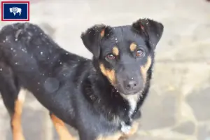 Read more about the article German Hunting Terrier Breeder and Puppies in Wyoming