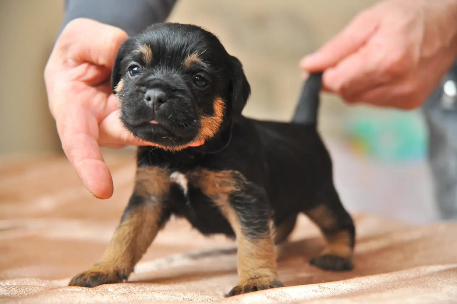 Buying a German Hunting Terrier puppy means taking responsibility! Buy German Hunting Terrier puppies.