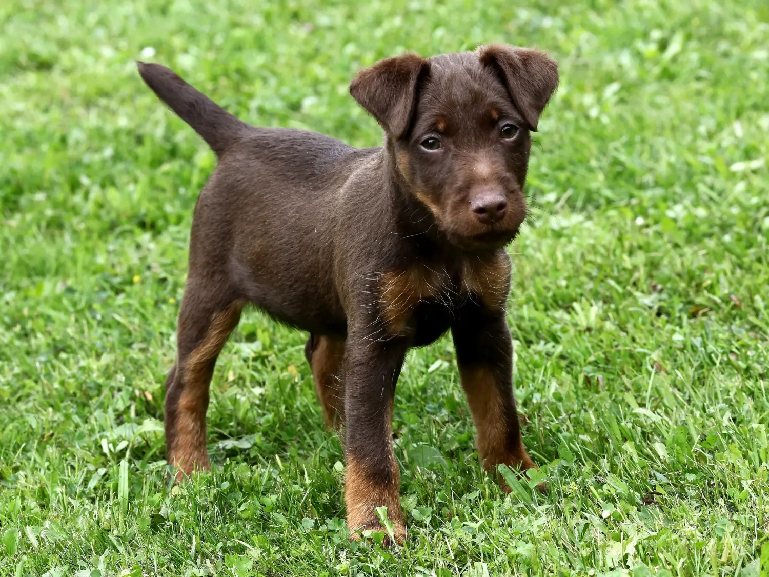 Buying a German Hunting Terrier puppy means taking responsibility! Buy German Hunting Terrier puppies.