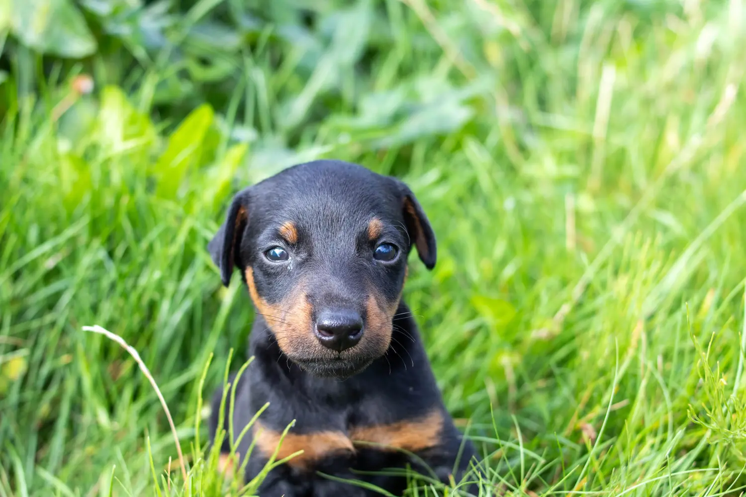 Buying a German Hunting Terrier puppy means taking responsibility! Buy German Hunting Terrier puppies.