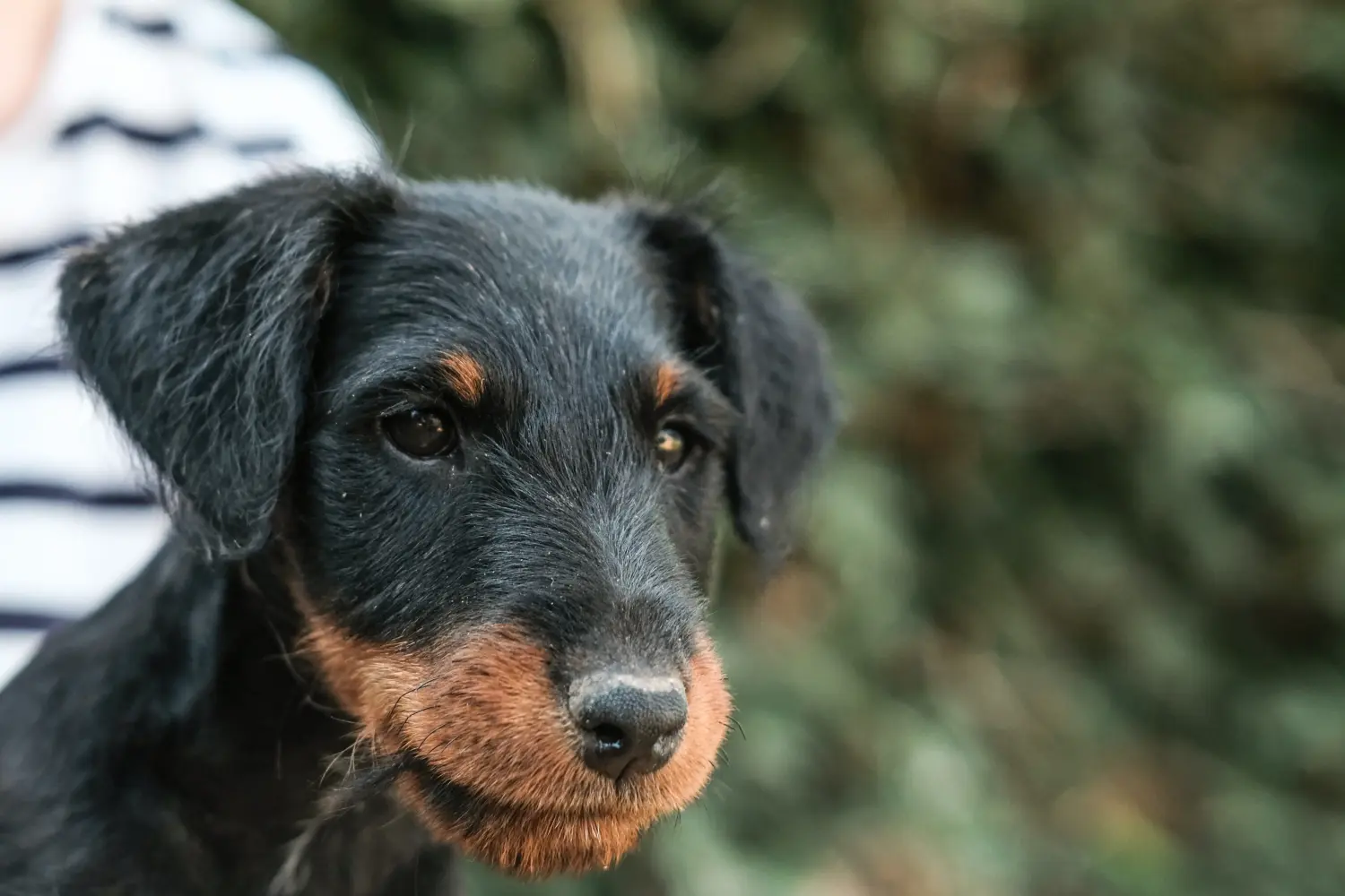 Buying a German Hunting Terrier puppy means taking responsibility! Buy German Hunting Terrier puppies.