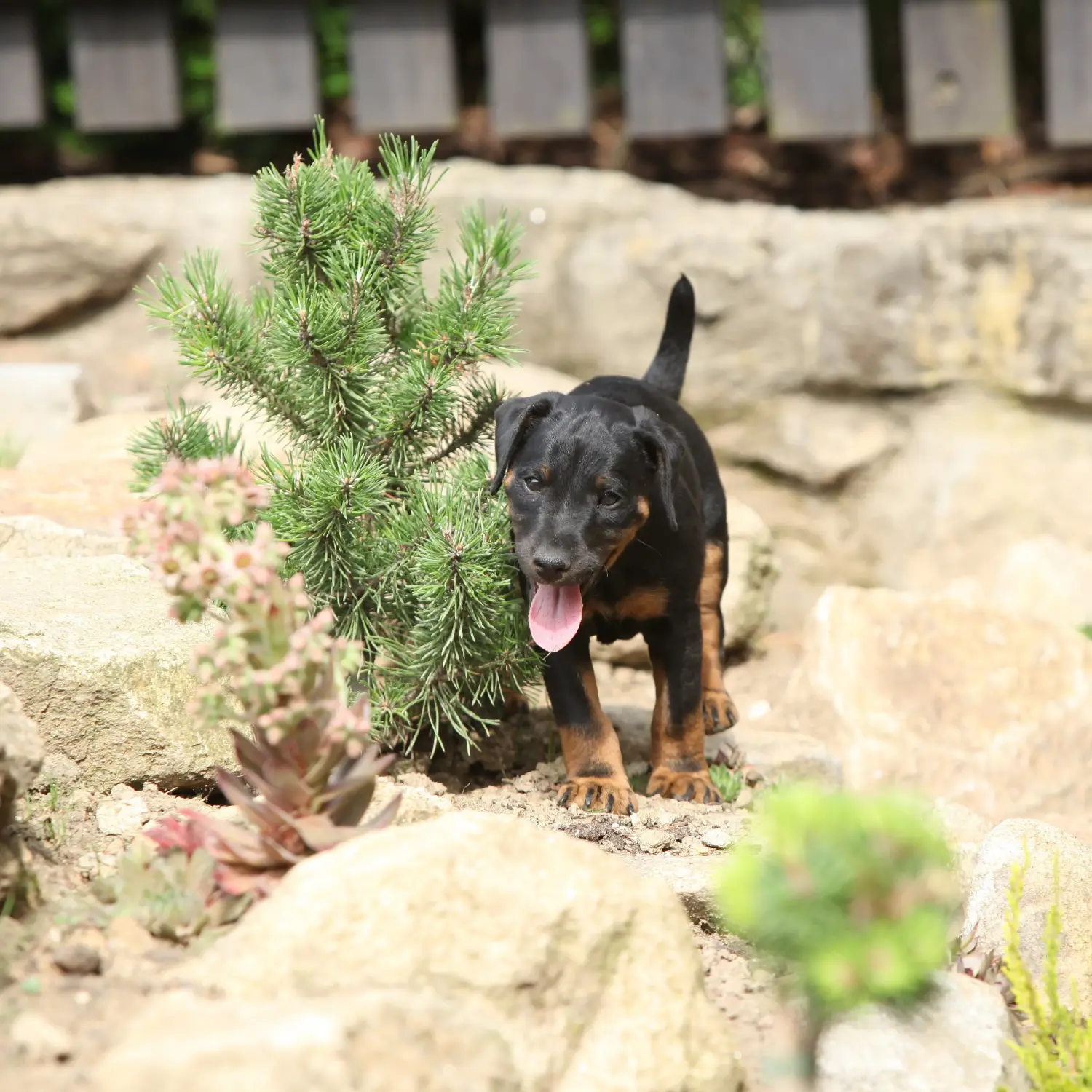Buying a German Hunting Terrier puppy means taking responsibility! Buy German Hunting Terrier puppies.