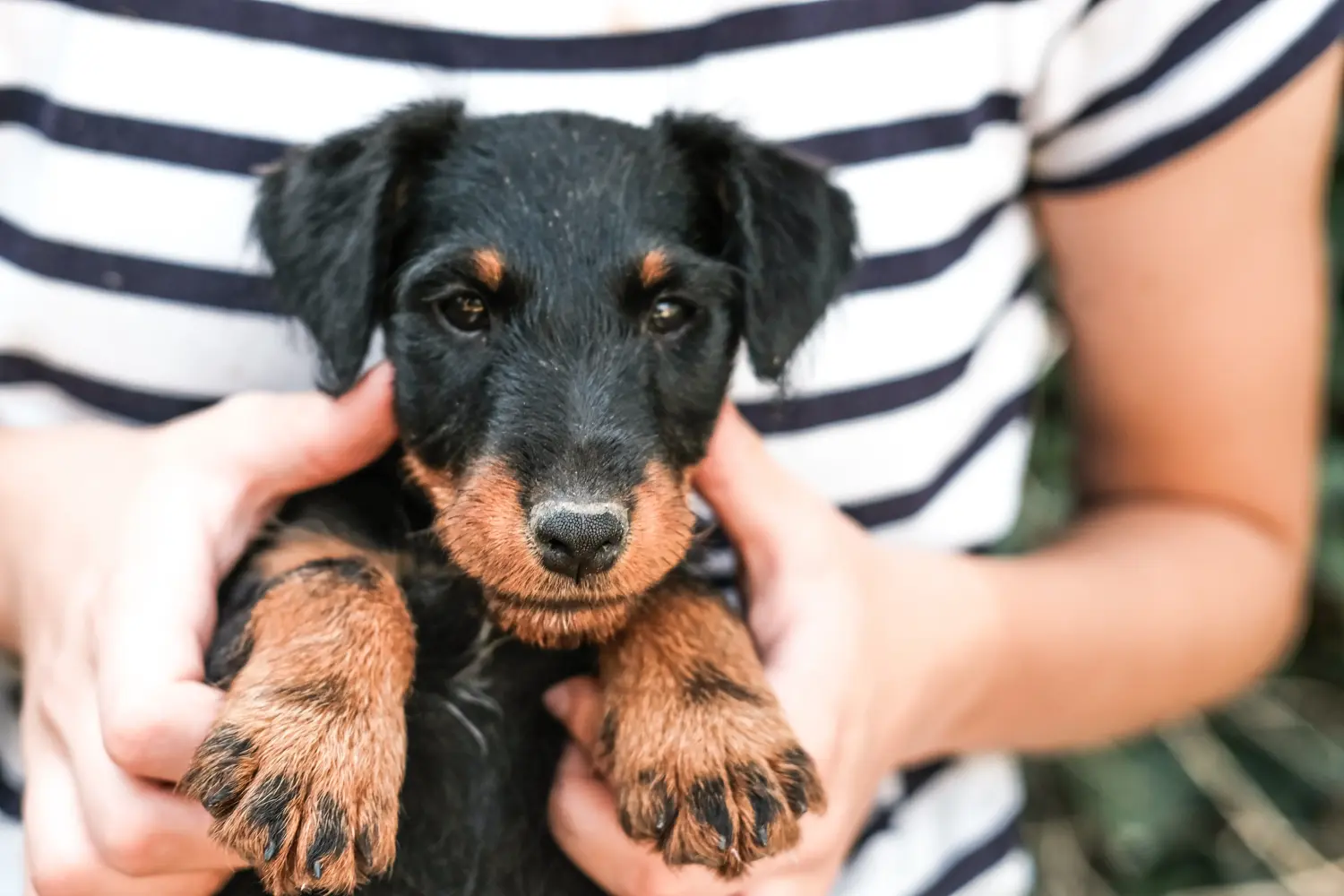 Buying a German Hunting Terrier puppy means taking responsibility! Buy German Hunting Terrier puppies.