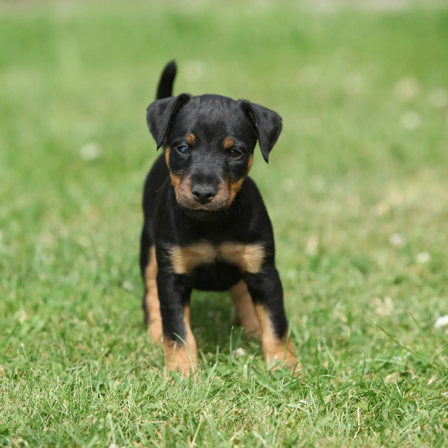 Buying a German Hunting Terrier puppy means taking responsibility! Buy German Hunting Terrier puppies.