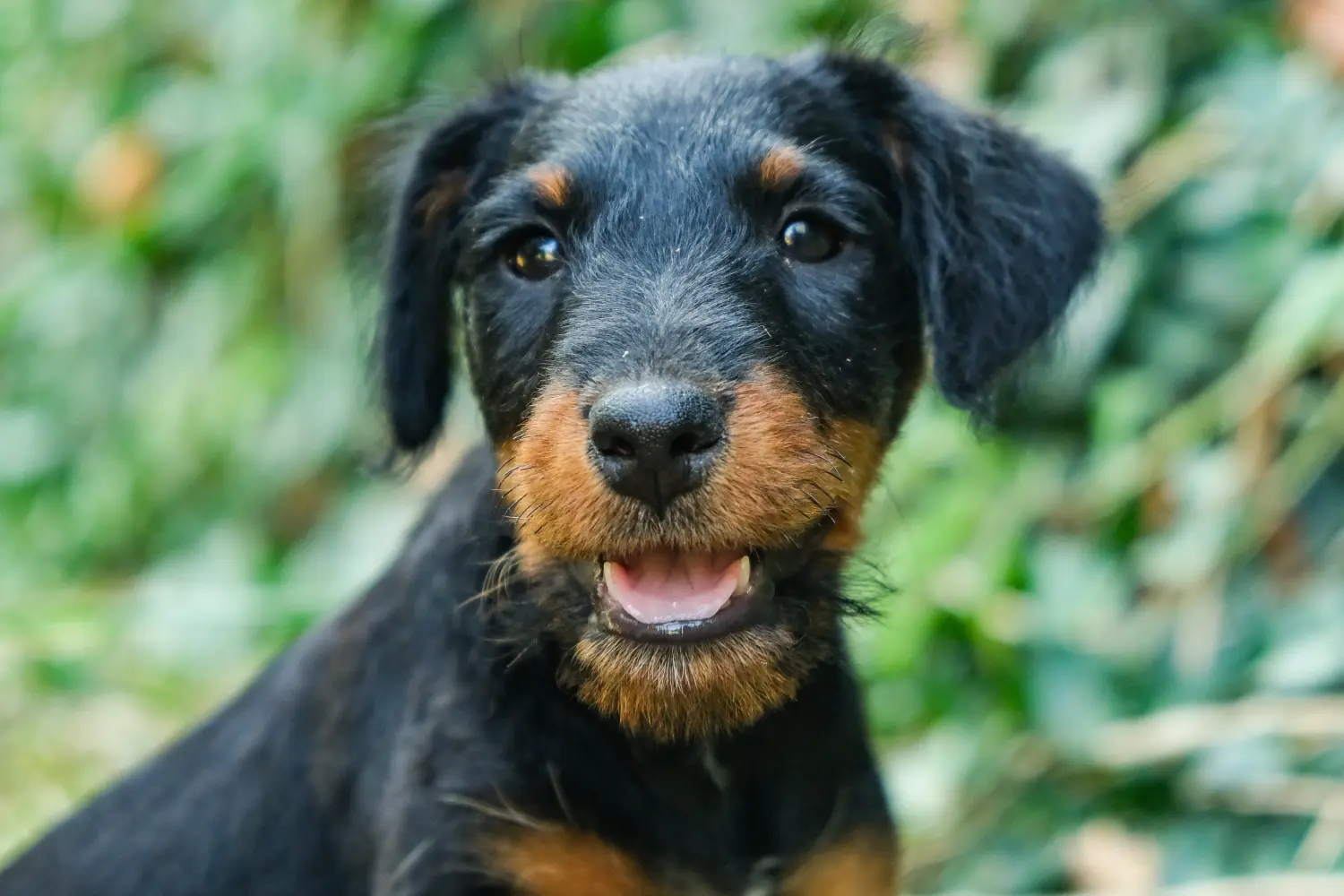 Buying a German Hunting Terrier puppy means taking responsibility! Buy German Hunting Terrier puppies.