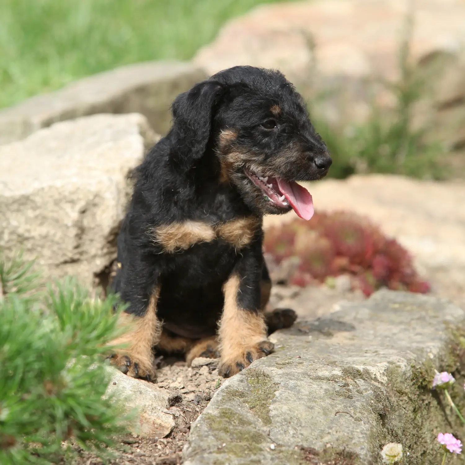 Buying a German Hunting Terrier puppy means taking responsibility! Buy German Hunting Terrier puppies.