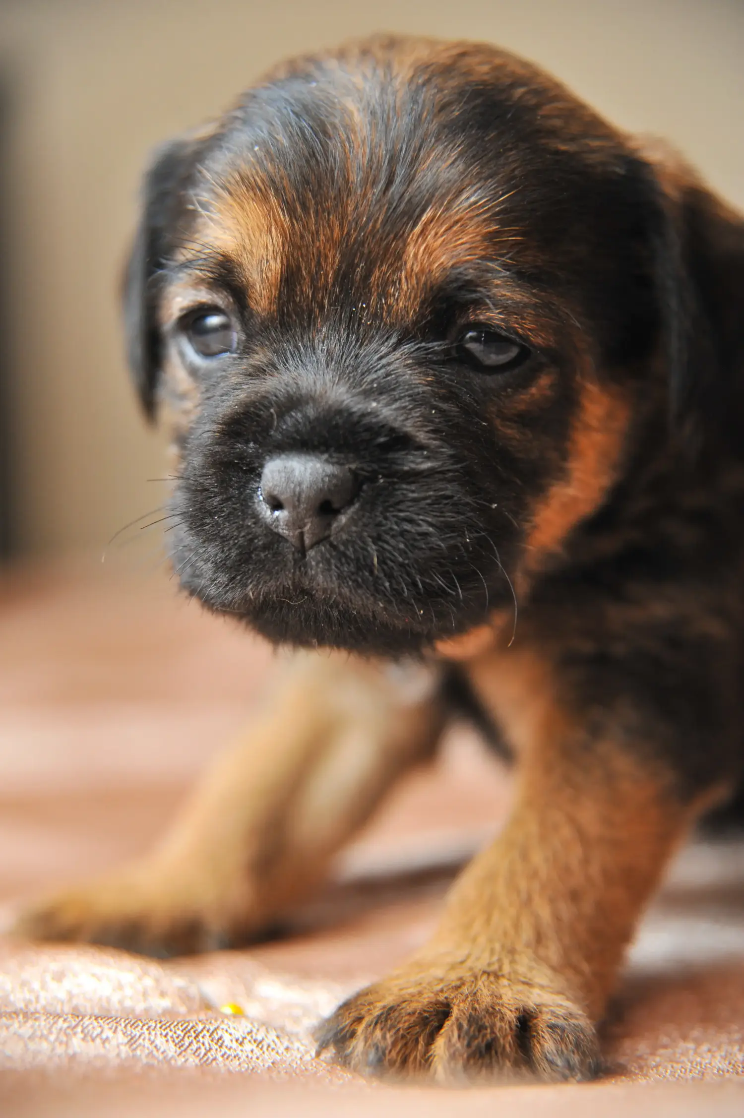 Buying a German Hunting Terrier puppy means taking responsibility! Buy German Hunting Terrier puppies.