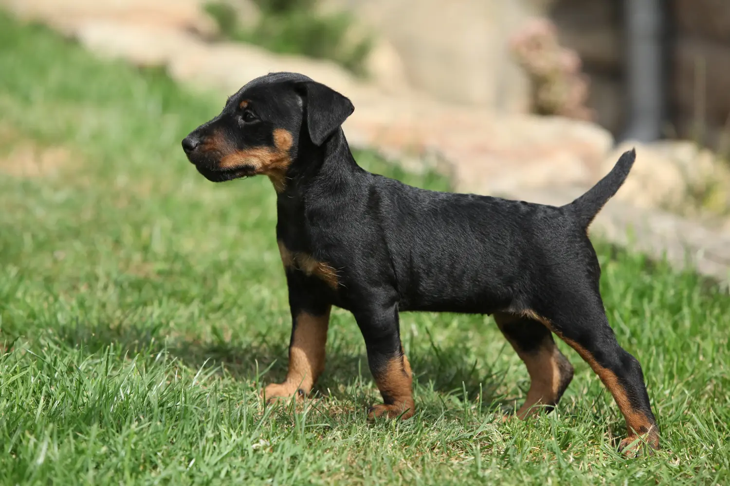 Buying a German Hunting Terrier puppy means taking responsibility! Buy German Hunting Terrier puppies.