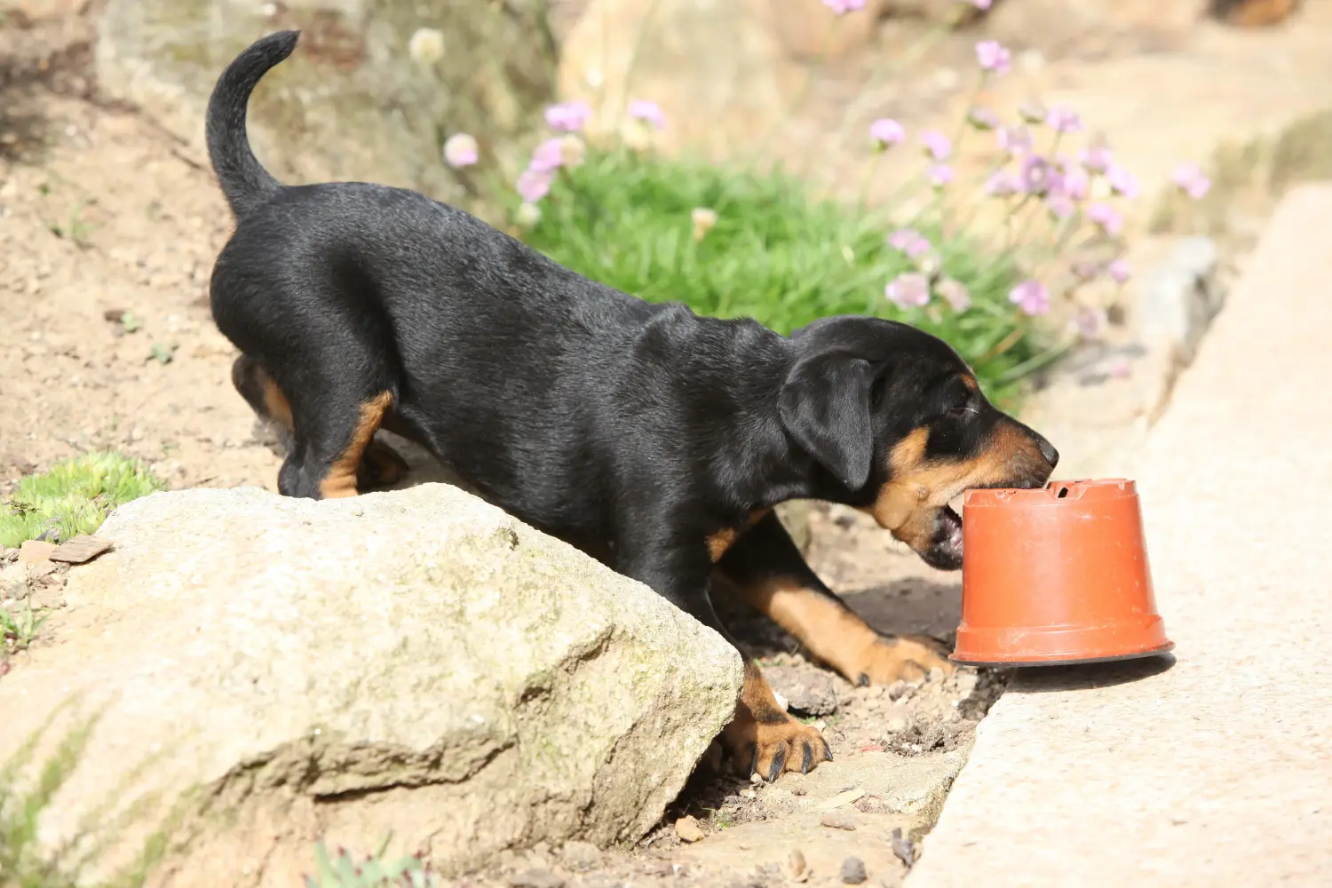 Buying a German Hunting Terrier puppy means taking responsibility! Buy German Hunting Terrier puppies.