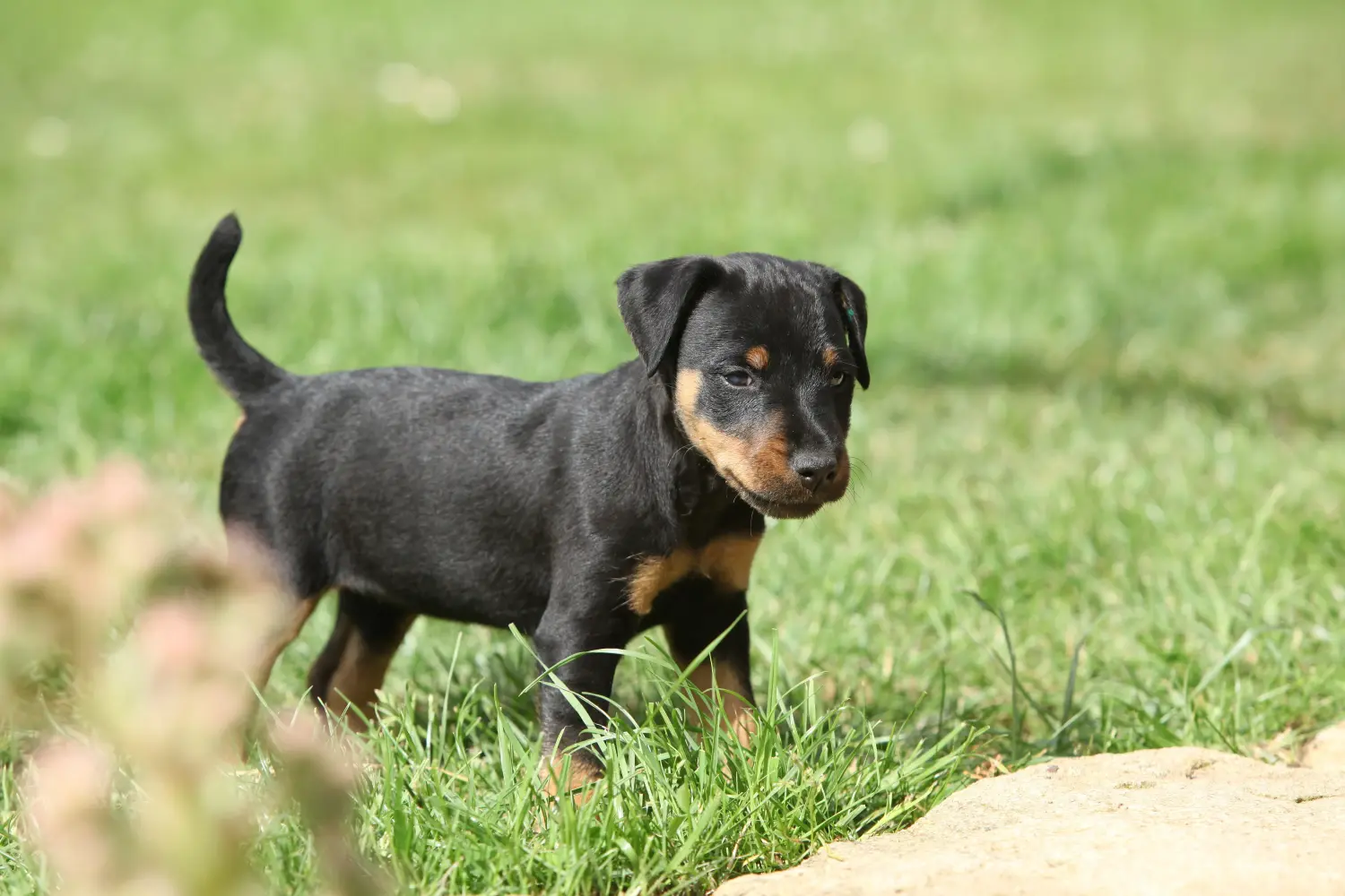 Buying a German Hunting Terrier puppy means taking responsibility! Buy German Hunting Terrier puppies.