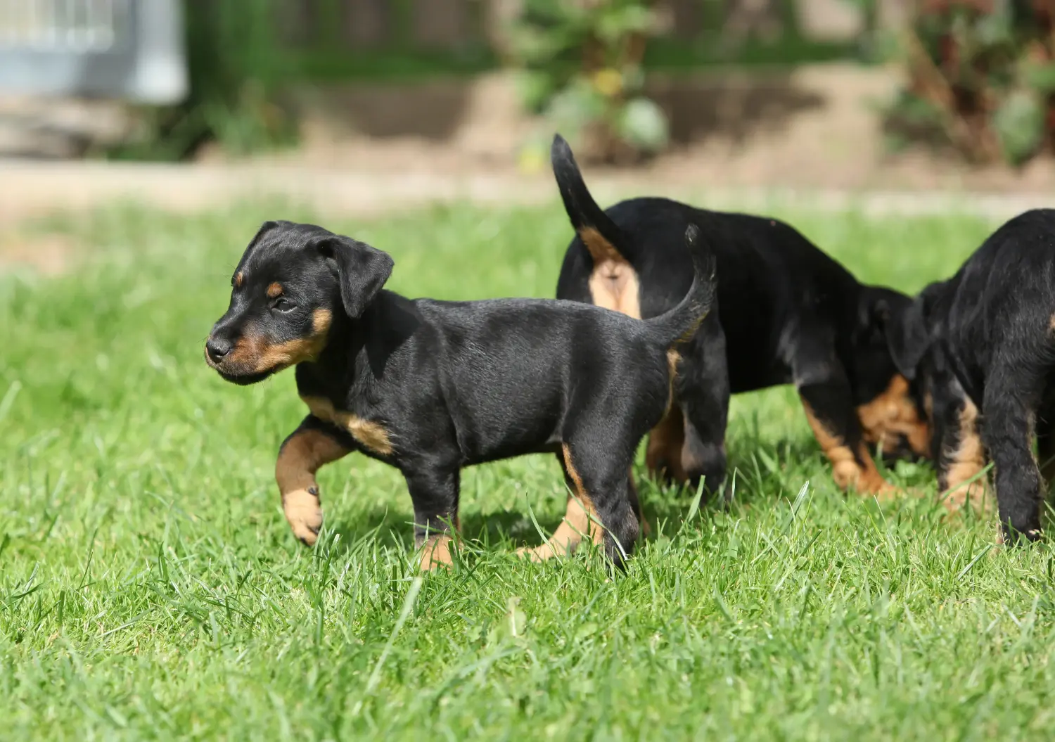 Buying a German Hunting Terrier puppy means taking responsibility! Buy German Hunting Terrier puppies.