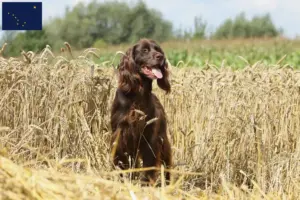 Read more about the article German Longhair breeders and puppies in Alaska