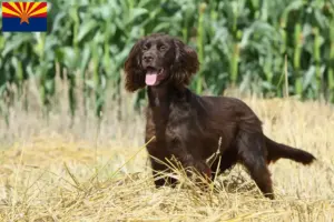 Read more about the article German Longhair breeders and puppies in Arizona