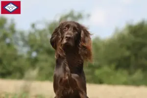 Read more about the article German Longhair breeders and puppies in Arkansas