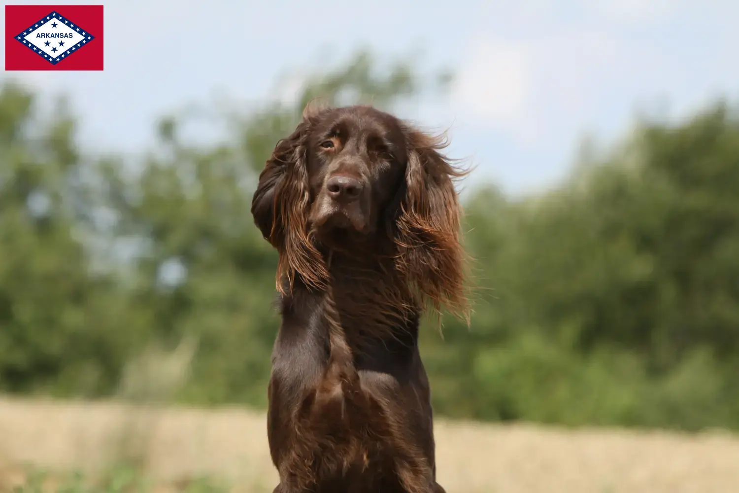 German Longhair puppies and breeders Arkansas Find German Longhair breeders in Arkansas.
