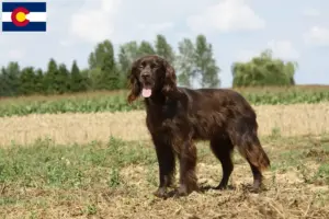 Read more about the article German Longhair breeders and puppies in Colorado