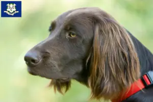 Read more about the article German Longhair breeders and puppies in Connecticut