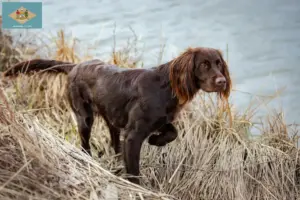 Read more about the article German Longhair breeders and puppies in Delaware