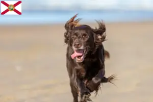 Read more about the article German Longhair breeders and puppies in Florida
